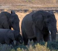 Sanbona Wildlife Reserve Elephant Family   